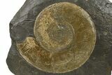 Jurassic Ammonite (Harpoceras) Fossil - Posidonia Shale, Germany #264537-1